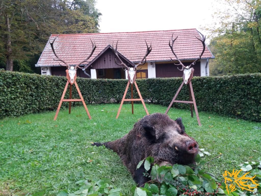 Driven Wild Boar Hunting Hungary – Unlimited Bags » Book Now, image size:1024x768