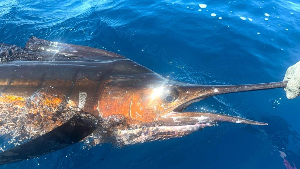 A nice Mexico sailfish.