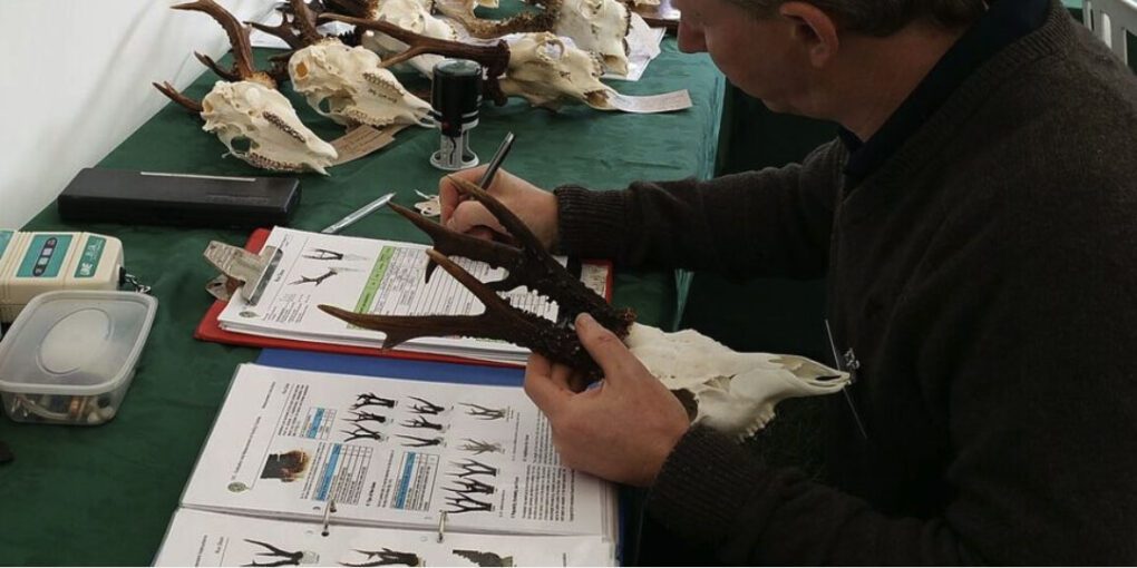 Scoring Guide for European Trophy Big Game Animals: Weight-Based Scoring Explained and Compared to North American Scoring Systems » Outdoors International Scoring Guide for European Trophy Big Game Animals: Weight-Based Scoring Explained and Compared to North American Scoring Systems