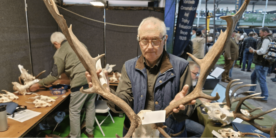 Measuring a Eurasian moose