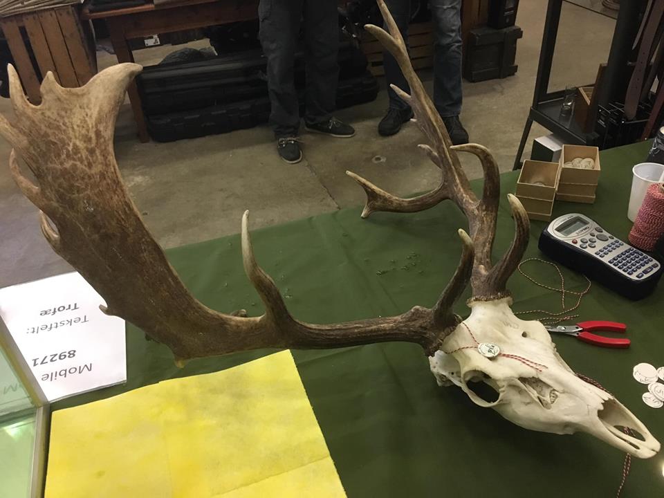 Silver Medal Fallow Buck