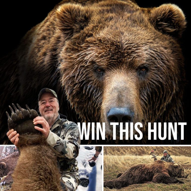 Win a Brown Bear Hunt on the Alaska Peninsula in the Oi Draw