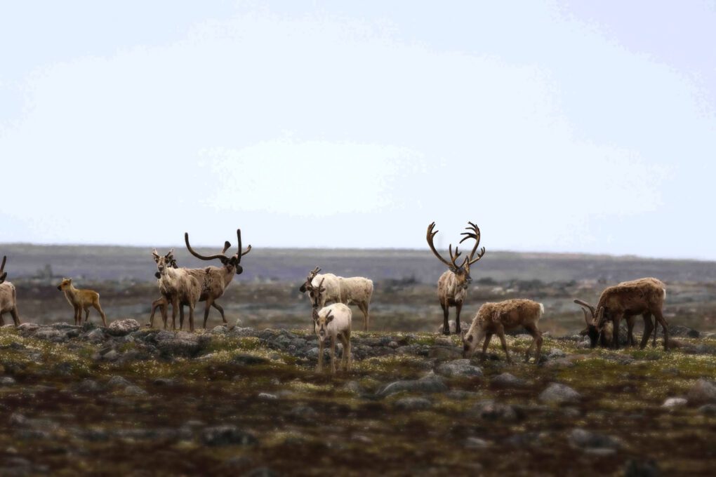 Herd of reindeer in Alaska.