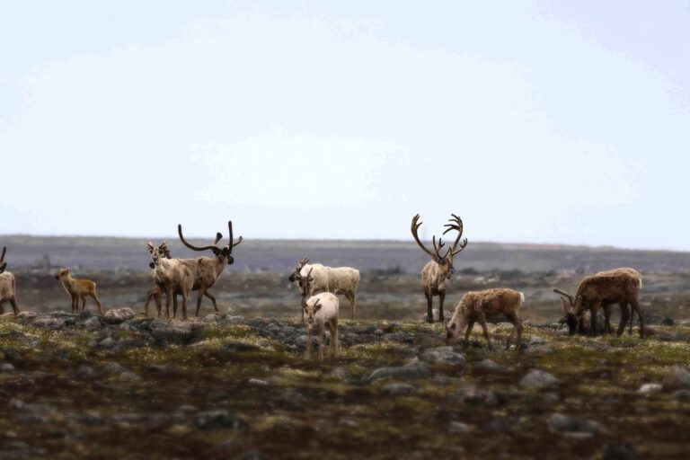 Herd of reindeer in Alaska.