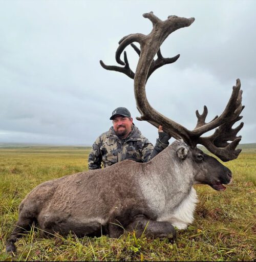 A big Alaska velvet reindeer