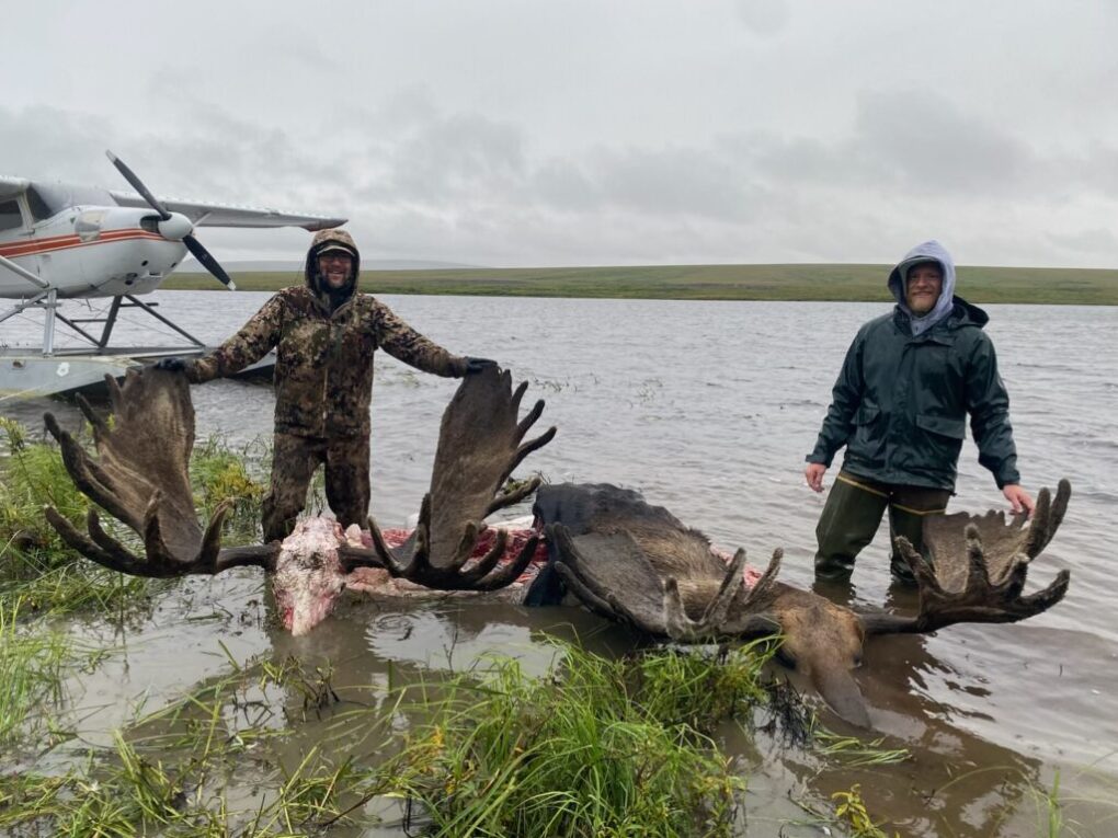 Two giant bull moose taken on our best unguided moose hunt in Alaska.