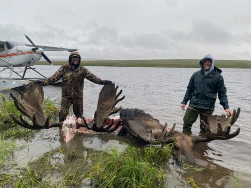 Two giant bull moose taken on our best unguided moose hunt in Alaska.