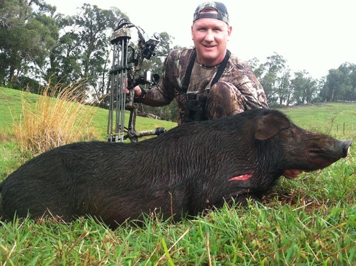 Hog hunting in Hawaii