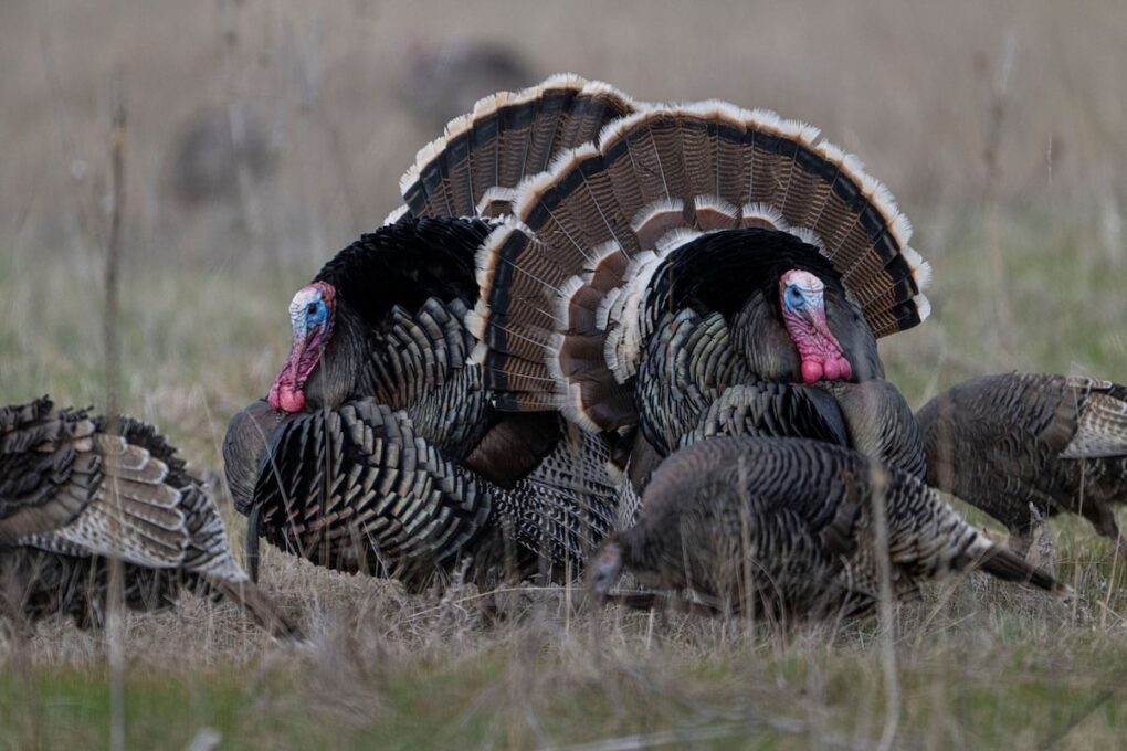 Gould's Turkey Hunting