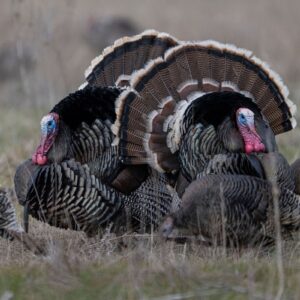 Two Gould's gobblers strutting in the Sonoran high desert