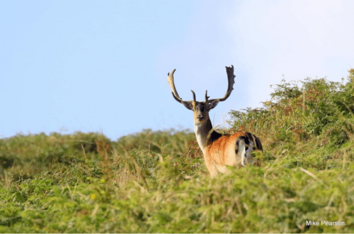 Live fallow buck in Ireland.
