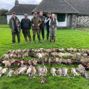 A mini pheasant drive on Lambay Island in Ireland.
