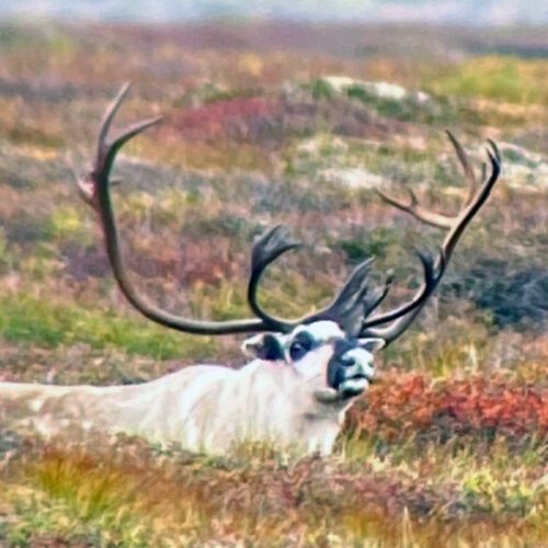 White caped reindeer bull in Alaska