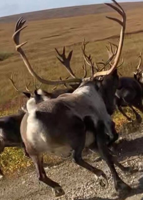 A big Alaska reindeer