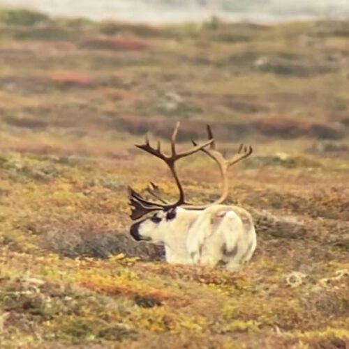 A nice reindeer bull in Alaska
