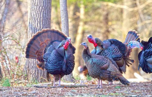 Rio Grande Wild Turkeys