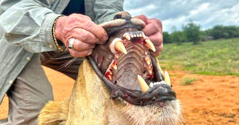 African lions are huge!