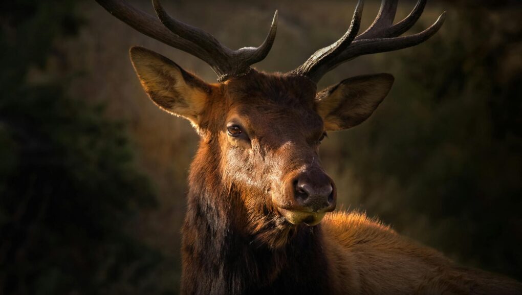 Guided elk hunting trips
