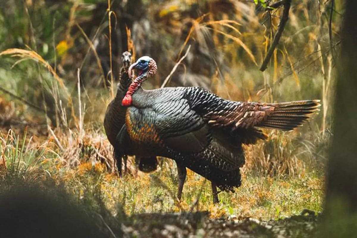 Osceola is the hardest of the five subspecies to complete; our private access beats public-land pressure.