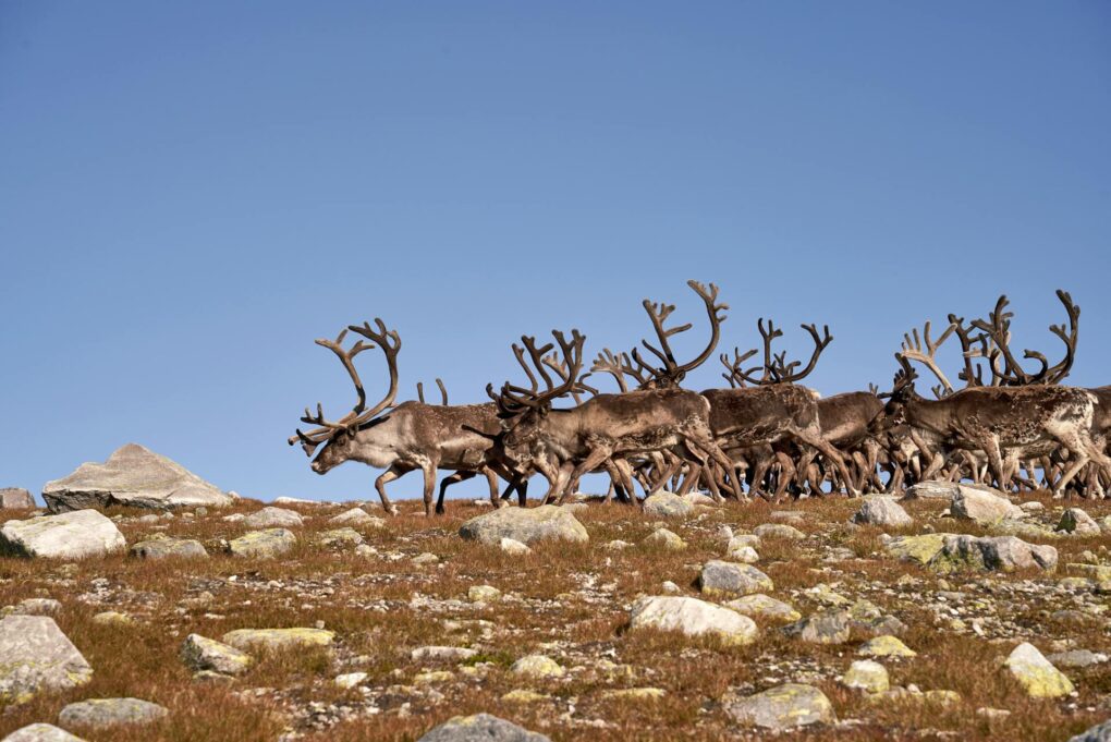 Bachelor herd of reindeer bulls