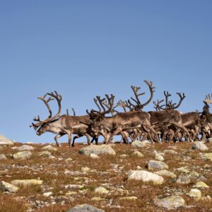 Reindeer Hunts