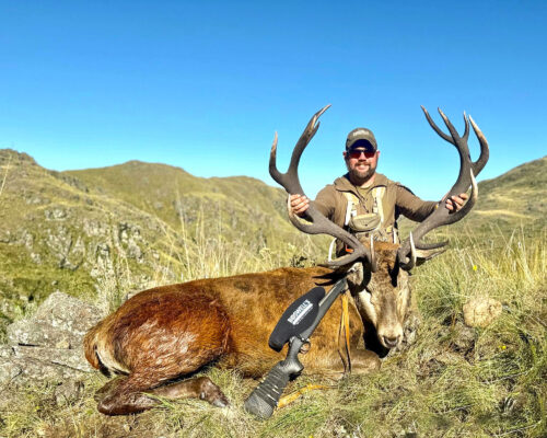 A great free range stag.