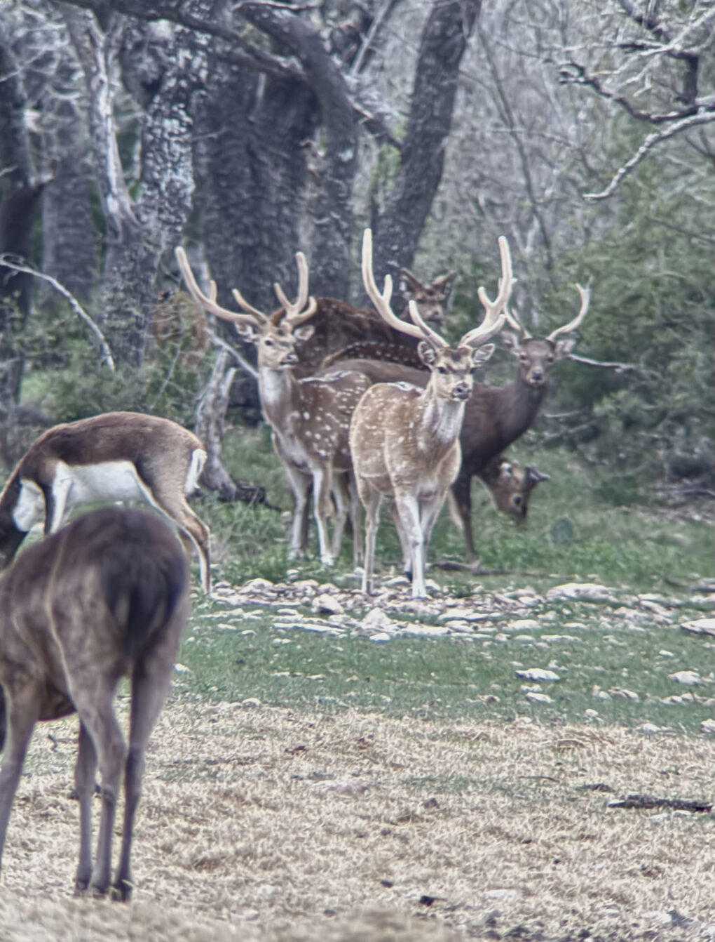 Axis deer in Texas