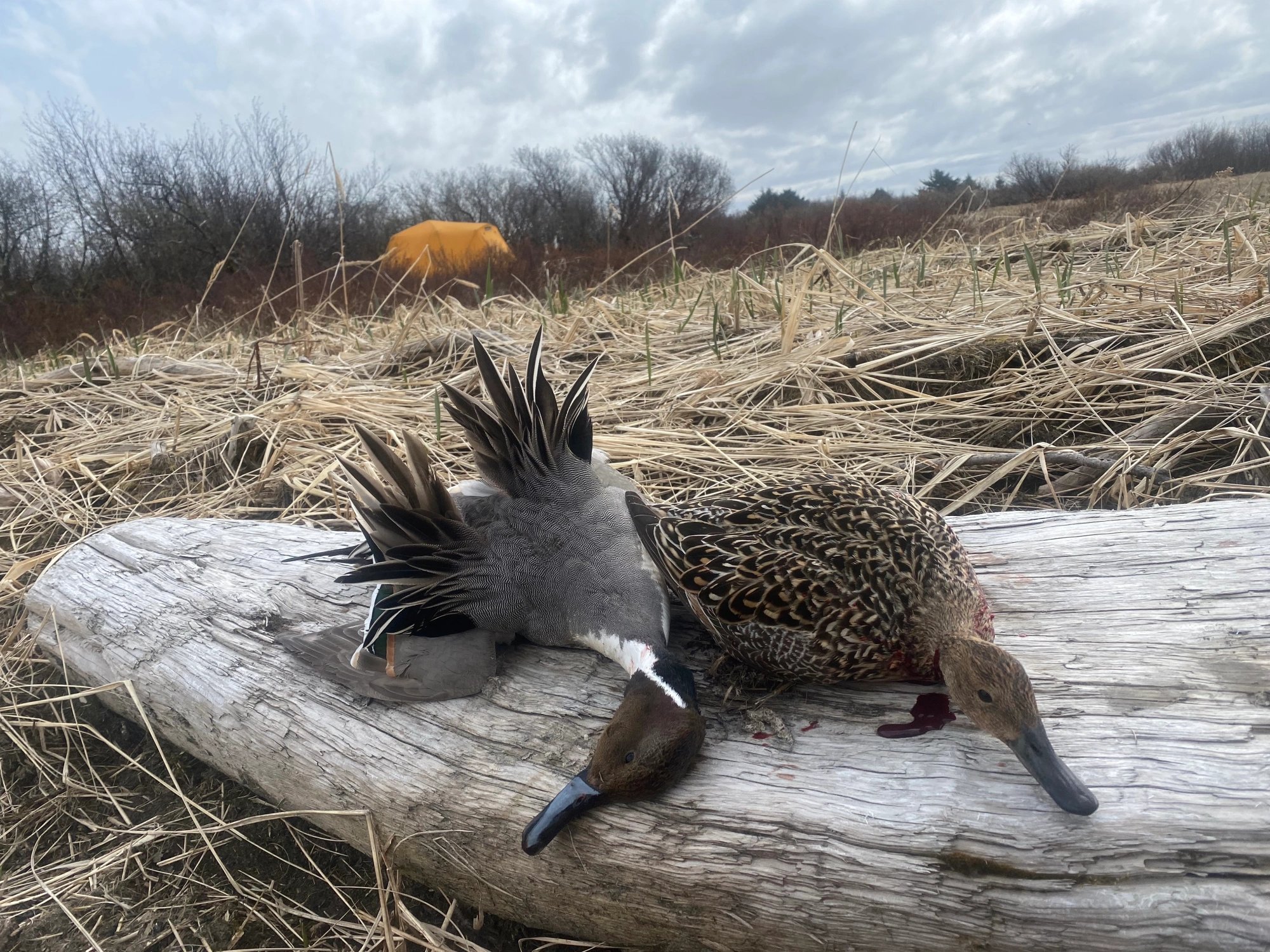 lore-9bc8d0c4 » Outdoors International Alaska Salmon Fishing, Waterfowl, Cast and Blast (Camp-based Fly-in) — photo 6
