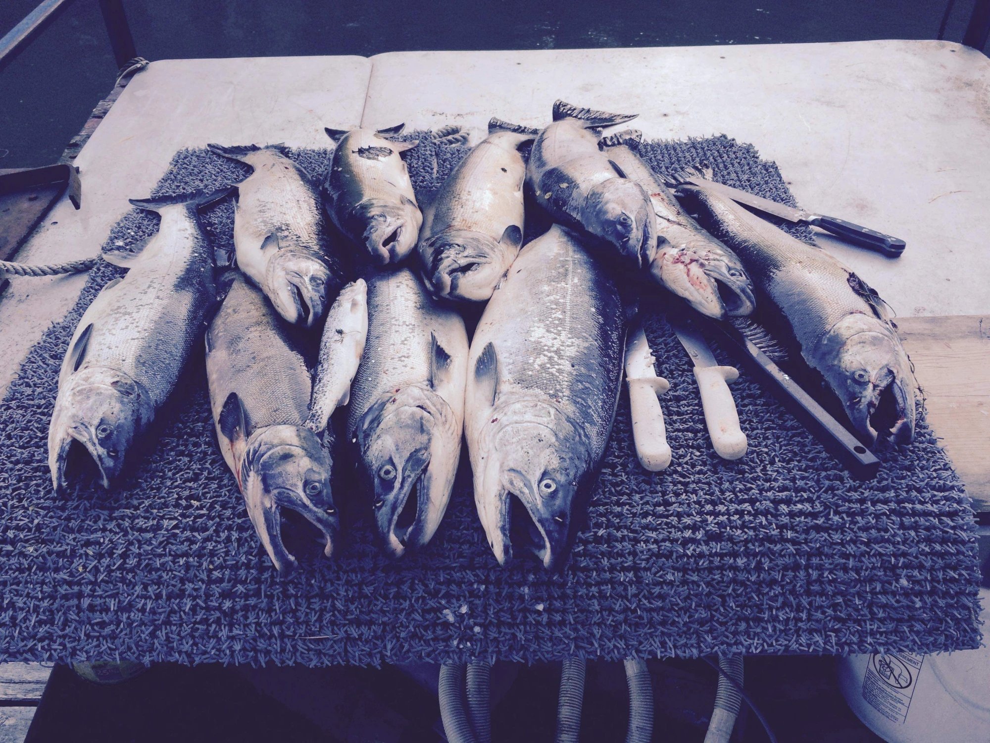 lore-d6a04485 » Outdoors International Alaska Salmon Fishing, Waterfowl, Cast and Blast (Camp-based Fly-in) — photo 9