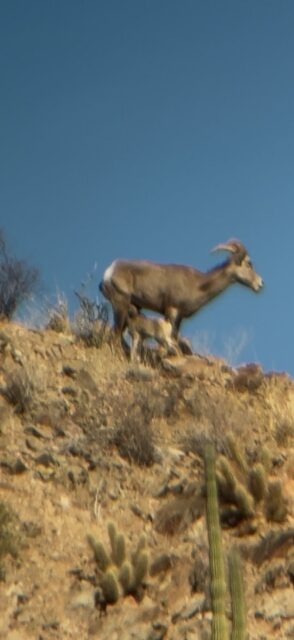 Goat standing on a rocky hillside with sparse desert vegetation under a clear blue sky.