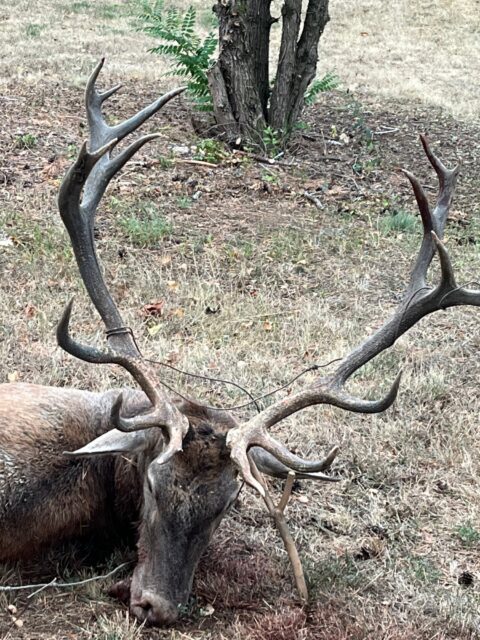 Elk lying on a dry grassy field with large, branching antlers in the foreground and a tree in the background