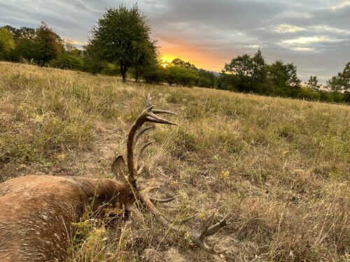 Deer carcass with large antlers lying in dry grass, a sunlit field with trees along the horizon at sunset.