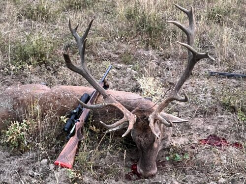 Deer skull with large antlers lying on dry grass with a rifle resting beside it in a sparse field scene.
