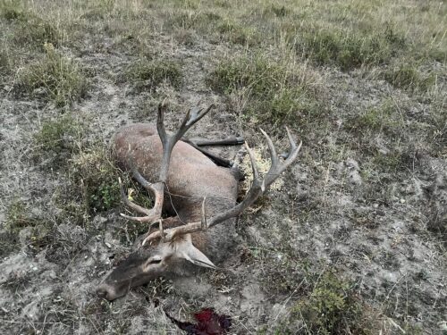 Raymond Bennett — Hungary Red Stag Hunt (OI client photo 5)