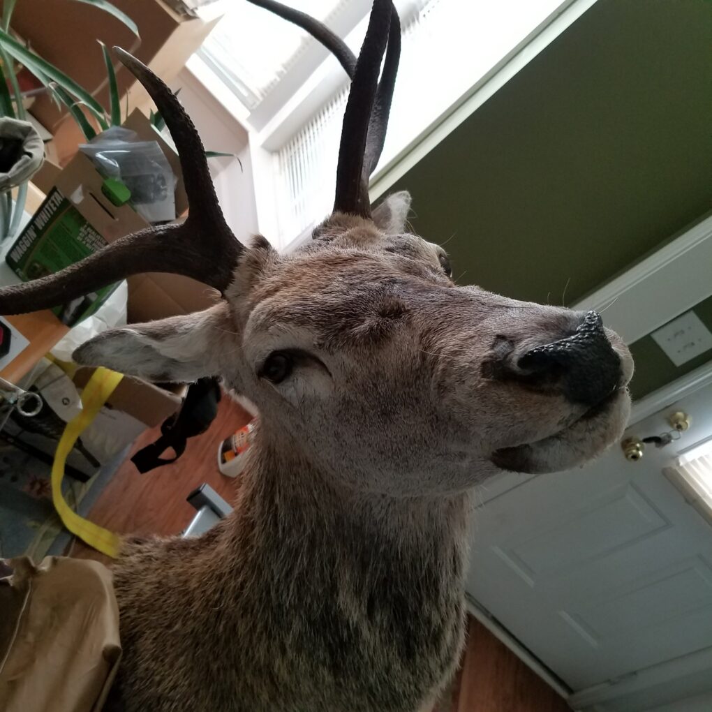 William Bryant — whitetail deer buck taxidermy mount indoors (Scotland, 2017)