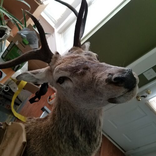 William Bryant — whitetail deer buck taxidermy mount indoors (Scotland, 2017)