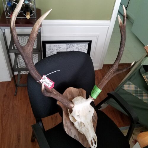 William Bryant — whitetail deer European skull mount with antlers (Scotland, 2017)