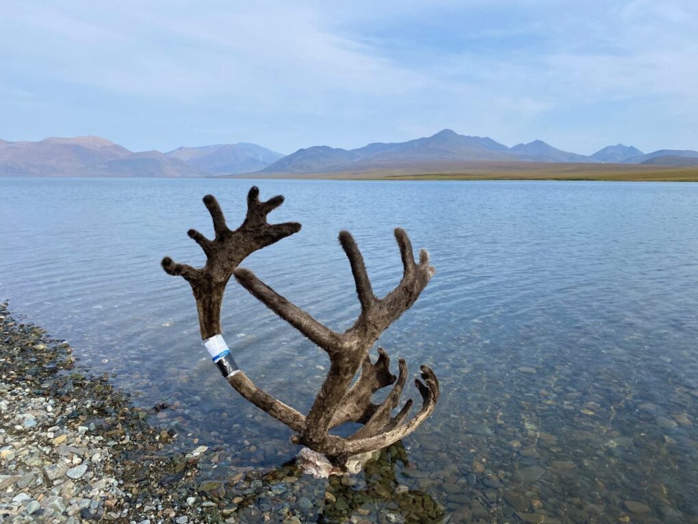 Bryan Osler — caribou antler in velvet by arctic lake (Alaska, 2018) » Outdoors International Bryan Osler — caribou antler in velvet by arctic lake (Alaska, 2018)