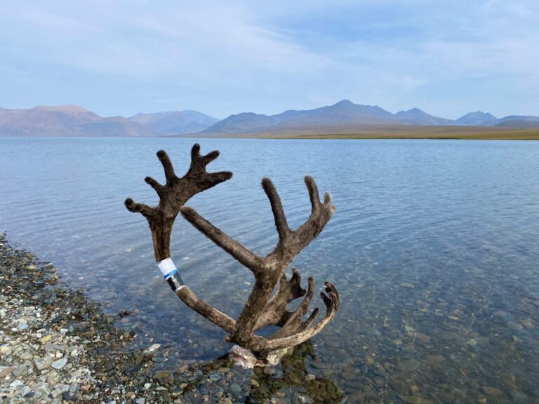 Bryan Osler — caribou antler in velvet by arctic lake (Alaska, 2018)