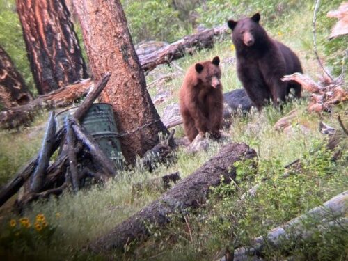 John Labanc — black bear sow and cub in forest (Idaho, 2026)
