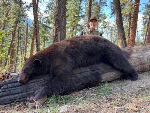 John Labanc — large black bear on fallen log in forest (Idaho, 2026)