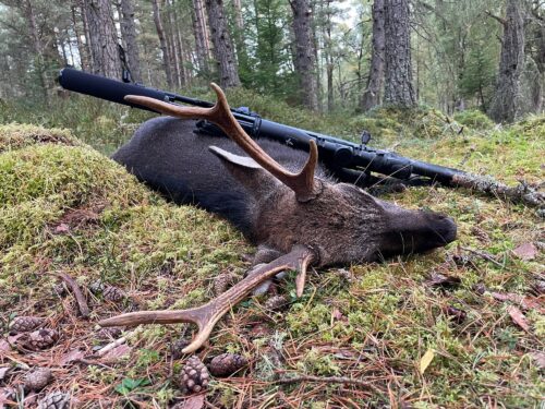 Rifle resting across the back of a dead deer with antlers on a mossy forest floor in a pine forest.