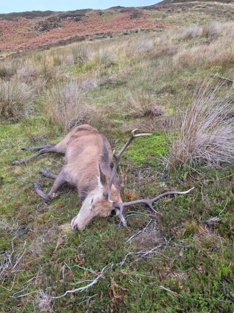 Mike Hensley — harvested red stag on Scottish highland moorland (Scotland, 2026)