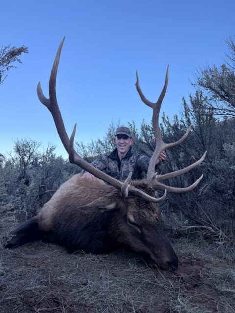 OI Client — trophy bull elk in sagebrush (Colorado, 2026)