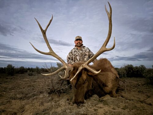 OI Client — trophy bull elk in sagebrush flats (New Mexico, 2026)