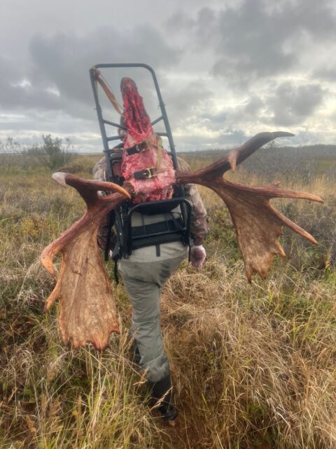 OI Client — hunter packing out moose antlers and meat on tundra (Alaska, 2026)