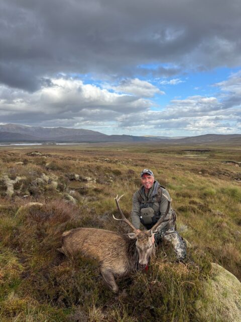 OI Client — red stag on Scottish Highland moor (Scotland, 2026)