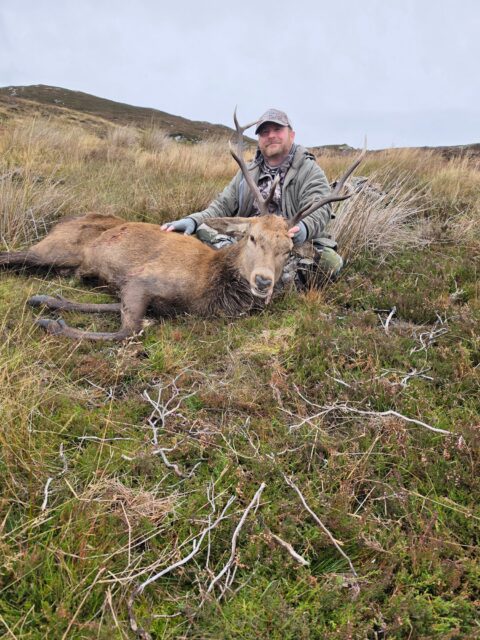 OI Client — red stag on Scottish highland moor (Scotland, 2026)