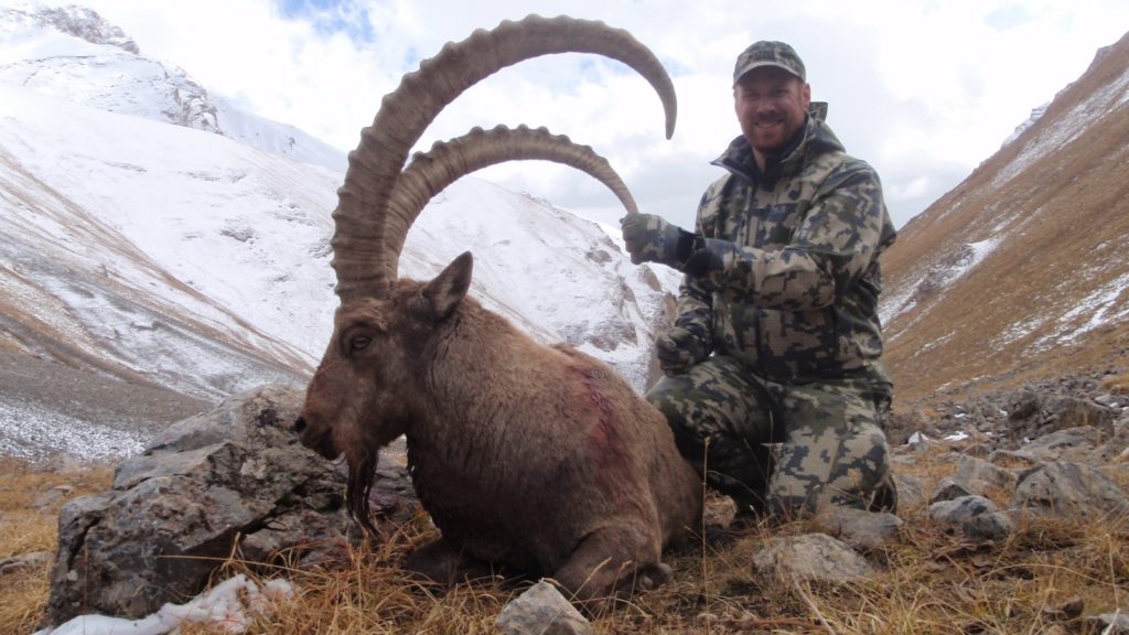 A giant Mid Asian ibex